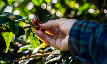 A worker picks coffee cherries during a harvest in Colombia.