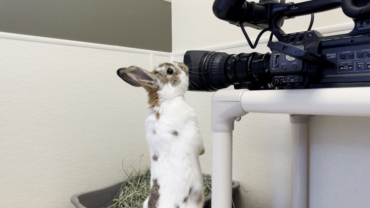 Pilsner making sure he looks movie star handsome for a loving family. 