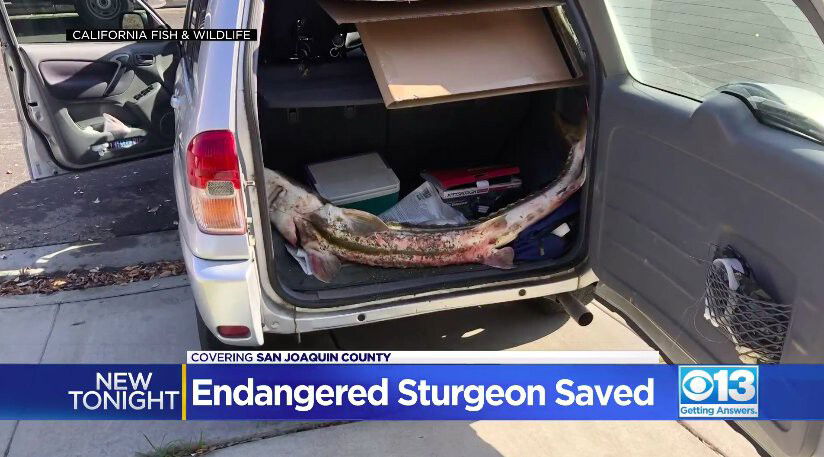 <i>California Fish & Wildfire/KOVR</i><br/>An endangered fish native to California waters was poached by a Tracy man.