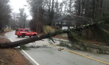 Numerous trees were blown down by the high winds that hit Massachusetts on Friday morning.