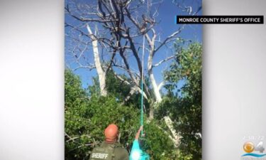 Deputies help save a bird caught in a fishing line.