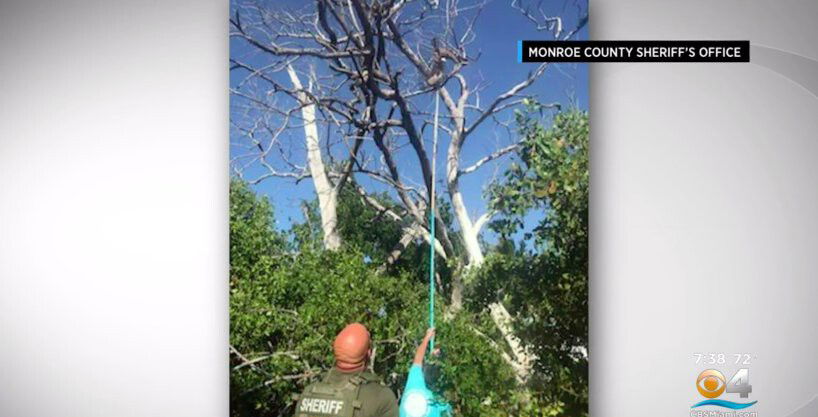 <i>Monroe Co. Sheriff Ofc./WFOR</i><br/>Deputies help save a bird caught in a fishing line.