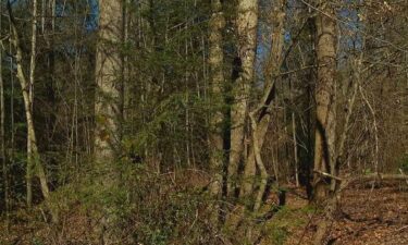 FILE - Wooded area in North Carolina