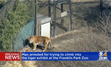 A tiger in his enclouser at the Franklin Park Zoo in Boston.