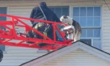 A firefighter uses a ladder to rescue a dog from the roof of a New Jersey home of February 19.