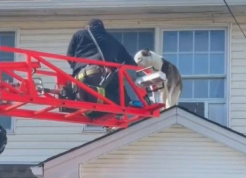 <i>WCBS</i><br/>A firefighter uses a ladder to rescue a dog from the roof of a New Jersey home of February 19.