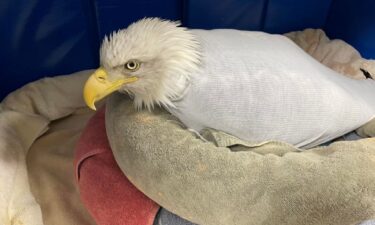 Wildlife officials said the bald eagle rescued by Bonner Springs