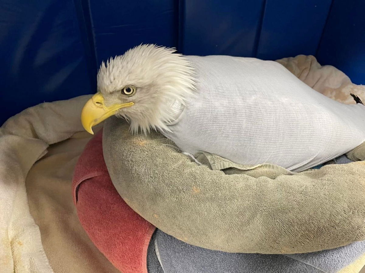 <i>Bonner Springs PD/KMBC</i><br/>Wildlife officials said the bald eagle rescued by Bonner Springs