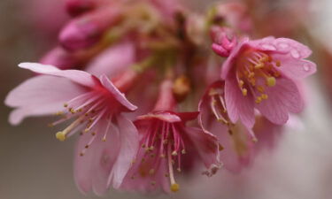 Plants may die if there is a late frost during their "vegetation period."