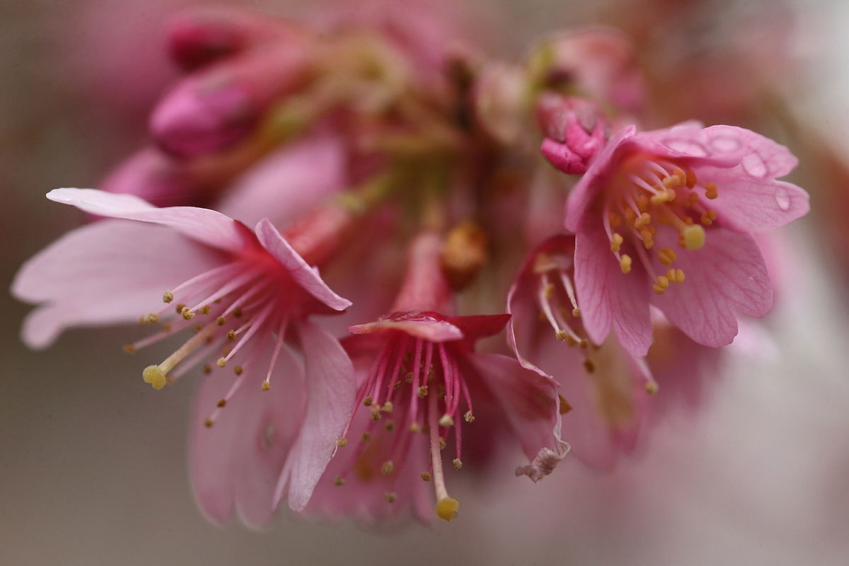 <i>Dan Kitwood/Getty Images</i><br/>Plants may die if there is a late frost during their 