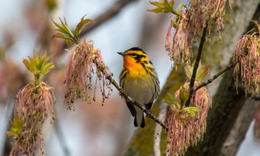 A Blackburnian warbler