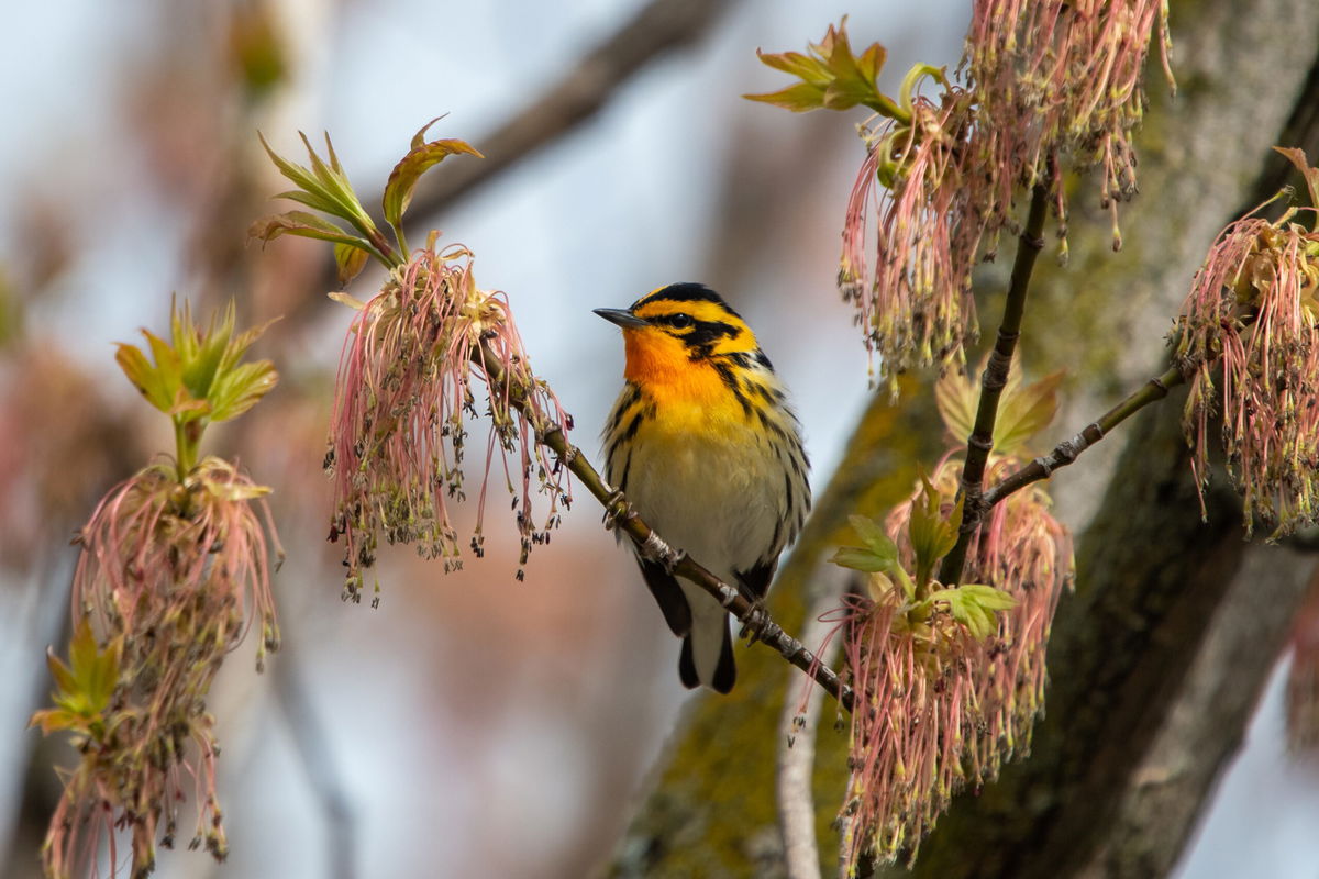 <i>Adobe Stock</i><br/>A Blackburnian warbler