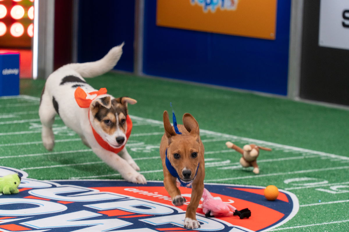 Ellington (left) chasing Chorizo (right) on the field.