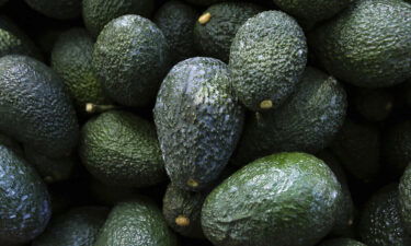 Avocados harvested at an orchard near Ziracuaretiro