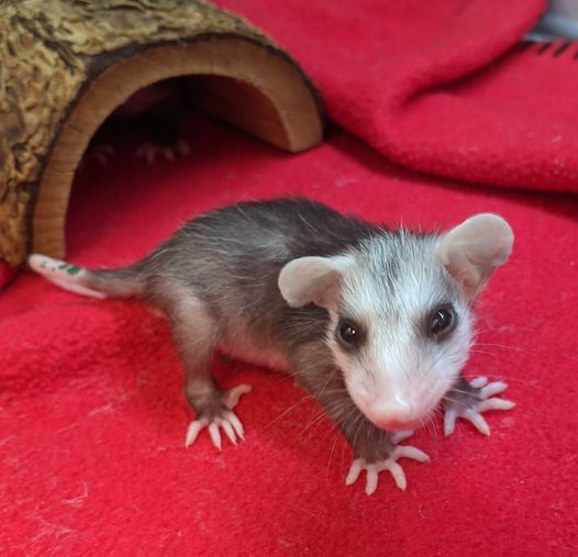 Baby opossum saved by SPCA. 