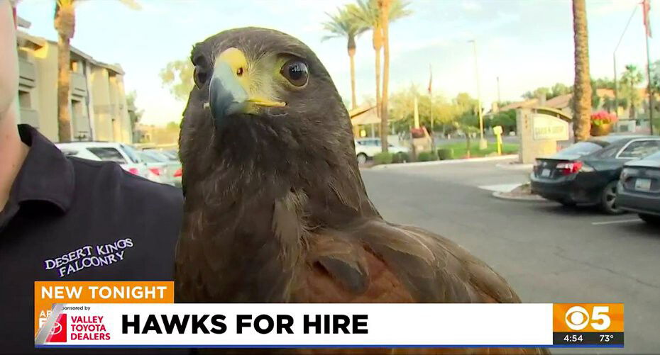 <i>KPHO/KTVK</i><br/>A Phoenix company is using birds of prey to address the pigeon problems in communities across the Valley.