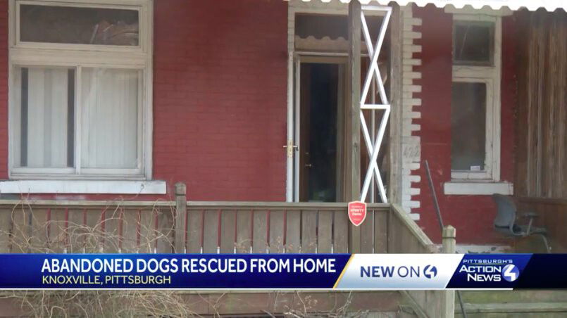 <i>WTAE</i><br/>Three dogs were rescued from a home in Pittsburgh's Knoxville neighborhood Thursday