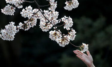 Cherry blossoms in Ueno Park in Tokyo