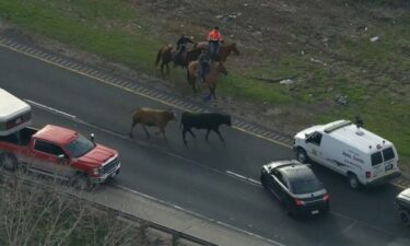 Cow wranglers' rodeo skills came into real-life action after a cattle hauler crashed on I-80.