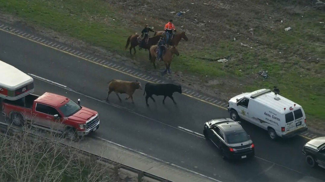 <i>WBBM</i><br/>Cow wranglers' rodeo skills came into real-life action after a cattle hauler crashed on I-80.