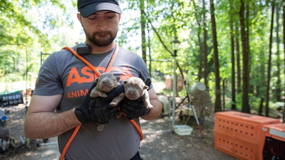 <i>Atlanta Humane Society/WGCL</i><br/>65 dogs were rescued from a property in Georgia