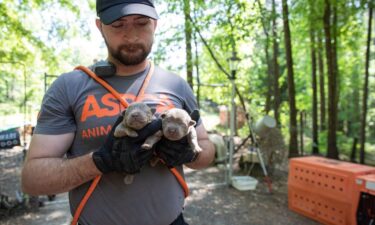 65 dogs were rescued from a property in Georgia