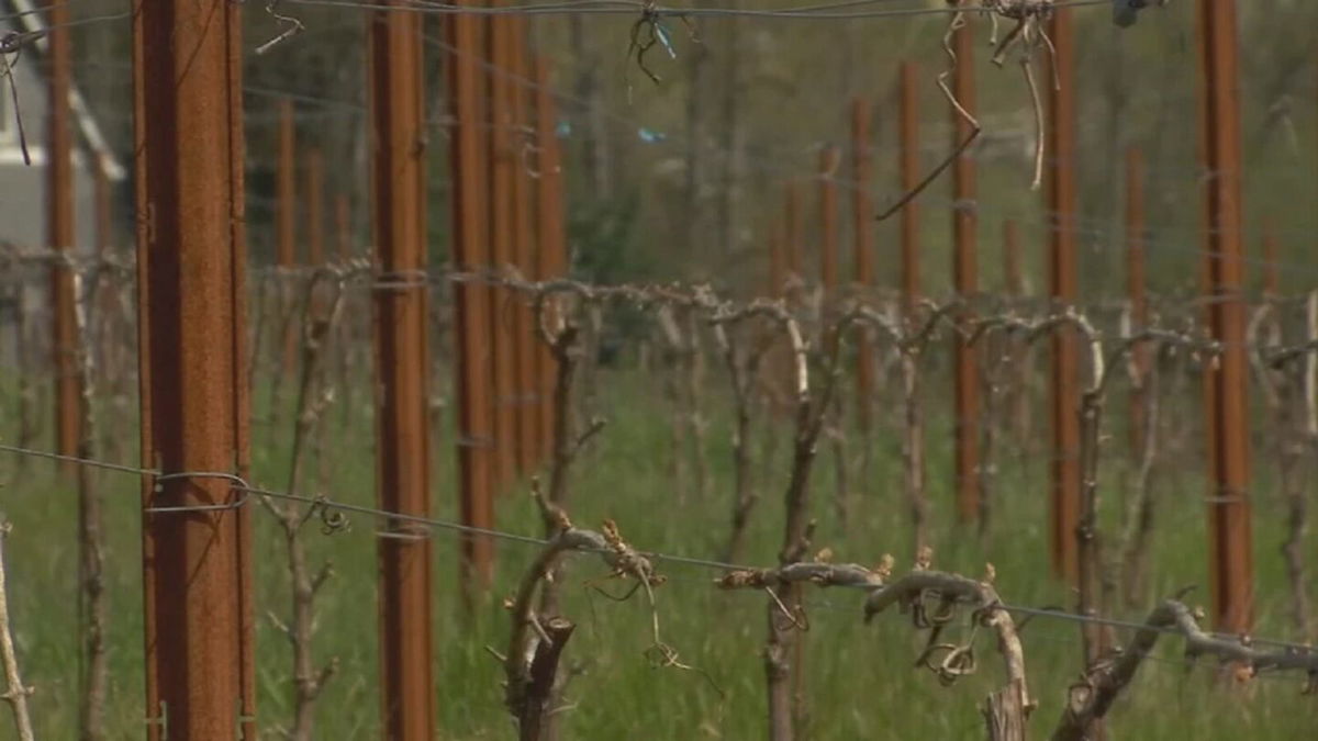 <i>KPTV</i><br/>Wineries hit by a midspring snowstorm earlier this month are still assessing damages to their crop.