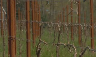 Wineries hit by a midspring snowstorm earlier this month are still assessing damages to their crop.