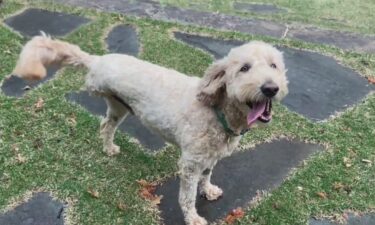 The goldendoodle named Gus rescued a tiny baby otter in the St. Croix River.