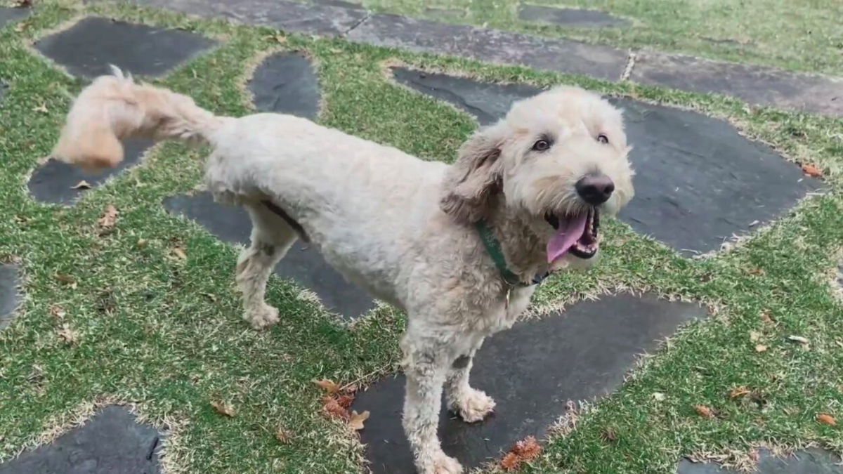 <i>WCCO</i><br/>The goldendoodle named Gus rescued a tiny baby otter in the St. Croix River.