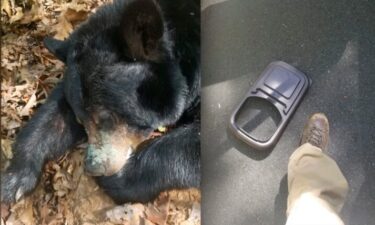 Tranquilized black bear after wildlife officials removed a plastic lid from around its neck on Sunday