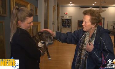 The staff dog of the Old Colony History Museum is becoming the star attraction of the museum.