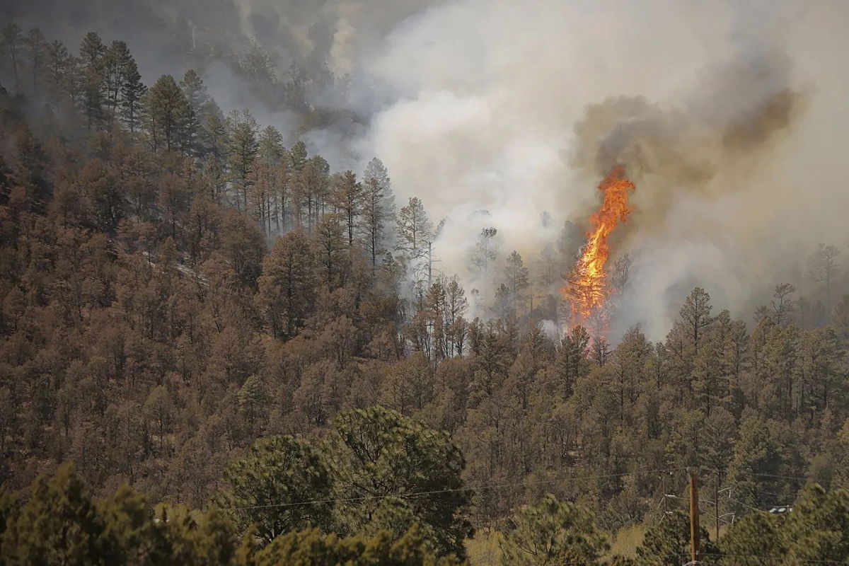 <i>Justin Garcia/The Las Cruces Sun News/AP</i><br/>A tree near Ruidoso