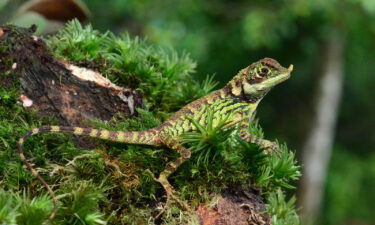 Mountain horned agama