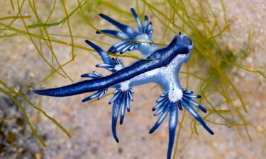 Glaucus atlanticus