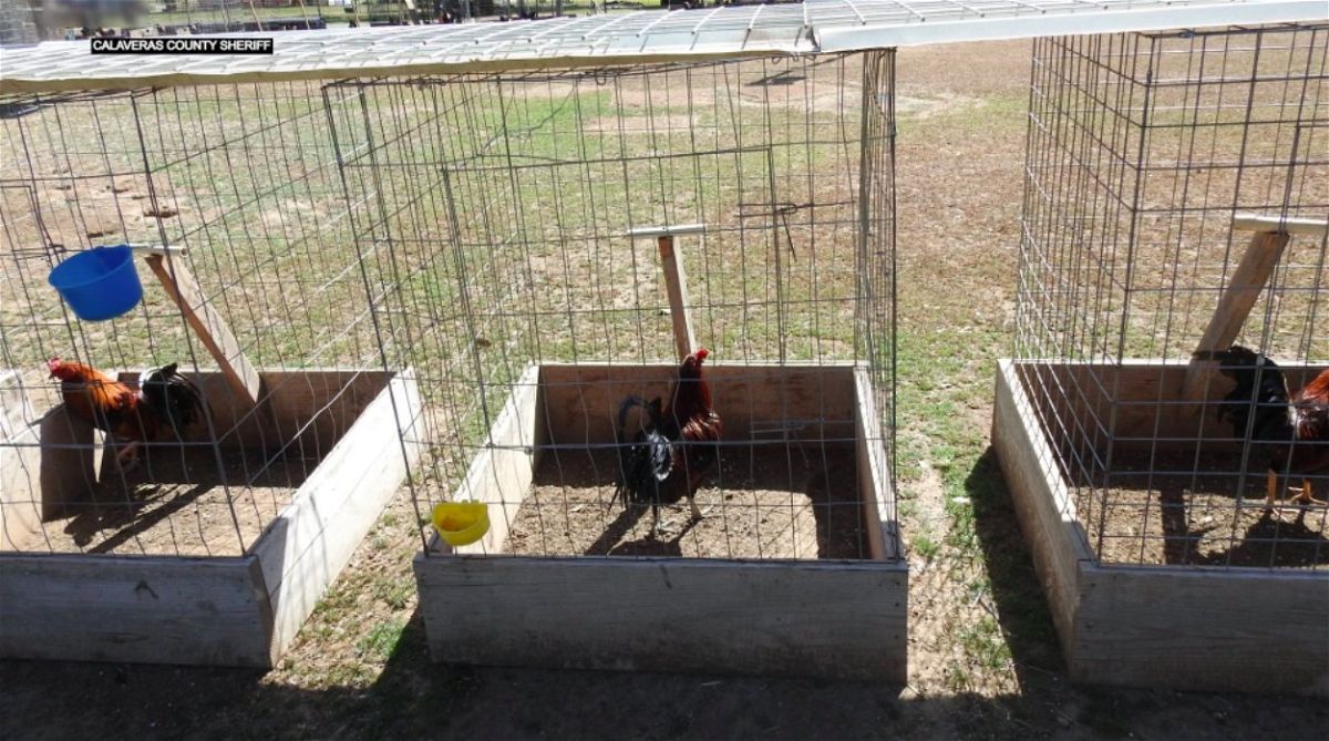 An Illegal marijuana grow and a rooster fight ring were discovered on April 20 in Burson, California.