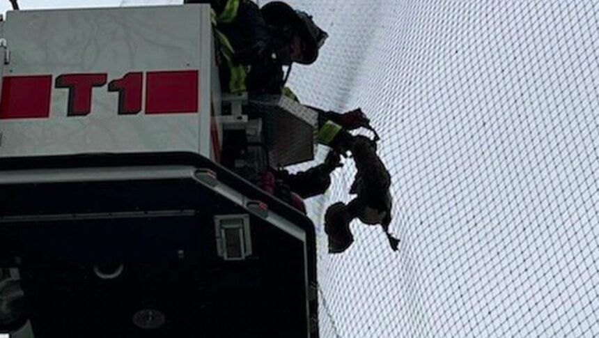 <i>Danbury Fire Department/WFSB</i><br/>Danbury firefighters rescues a Canada goose from a baseball field net on May 8th.
