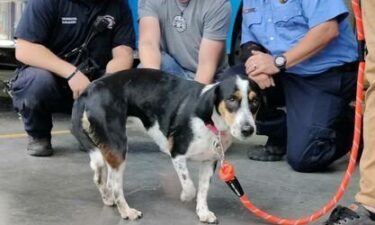 Dog meets the firefighters who pulled her from a burning house.