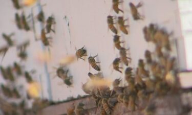 Some people are turning their backyards into bee havens.