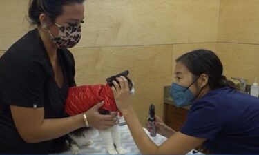 Veterinarian staff shortage impacts Hawaii pet owners.