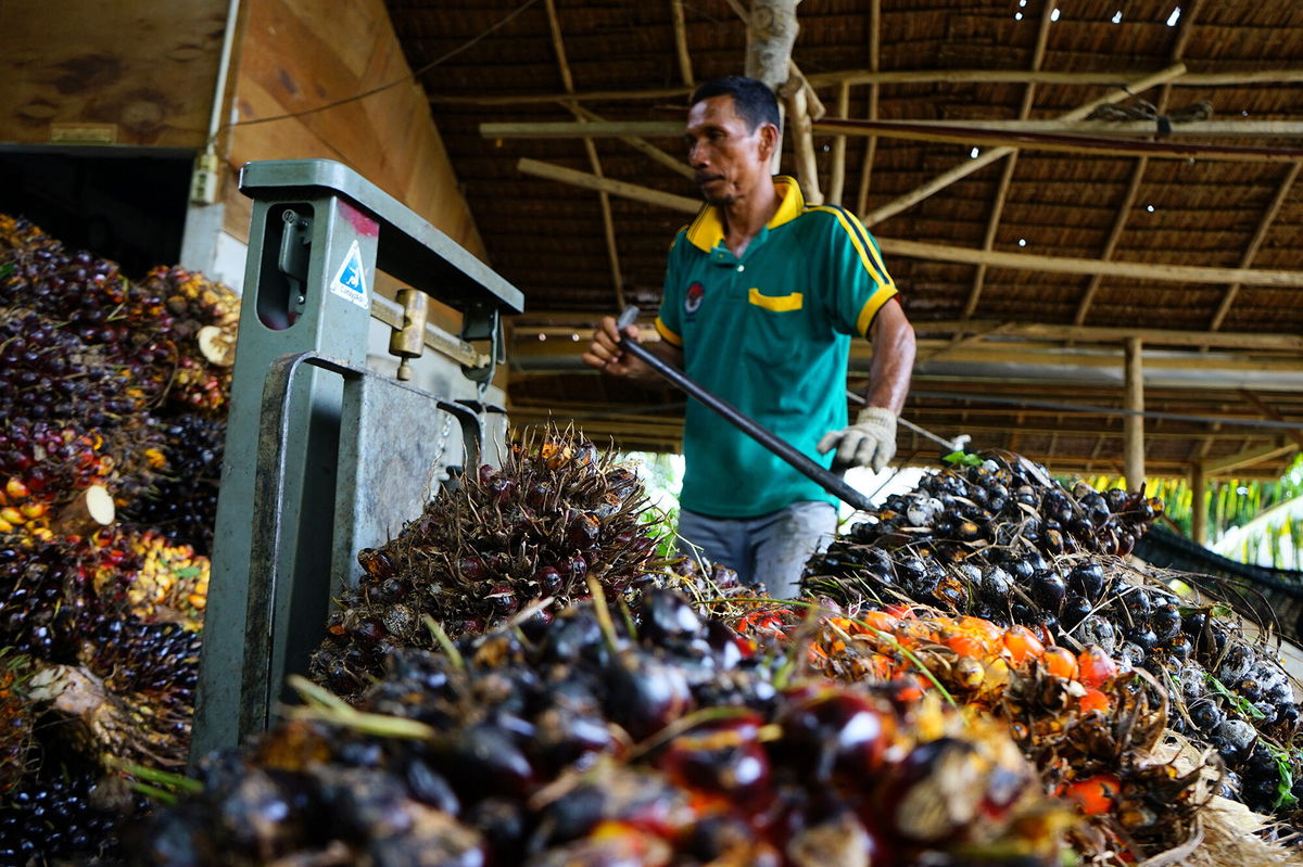 <i>Azwar Ipank/AFP/Getty Images</i><br/>Indonesia will lift a ban on exports of palm oil