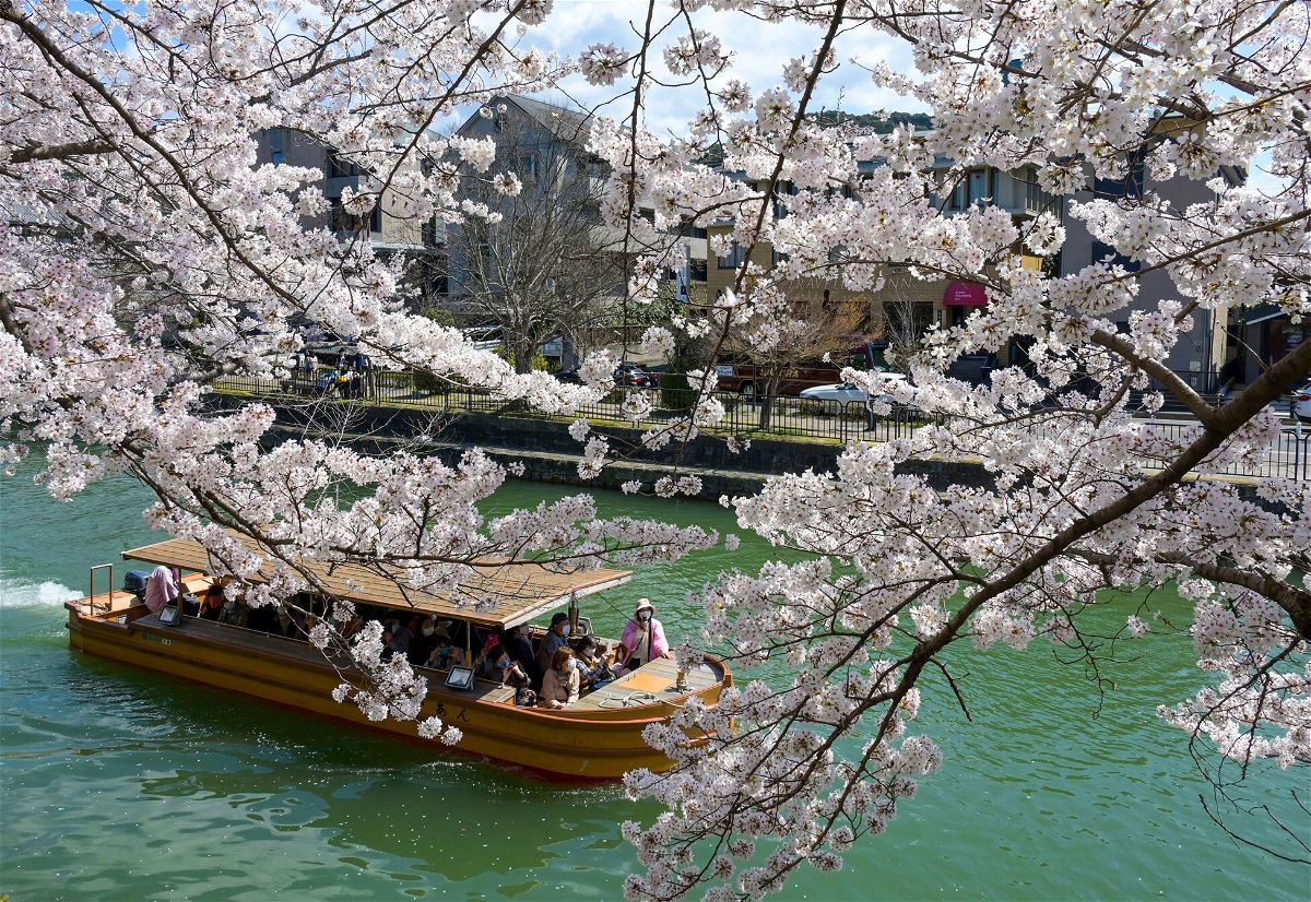 人為的な気候危機により日本の桜が早く咲く-KION546