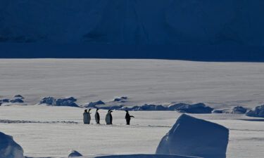Colony of penguins near Bear Peninsula in Antarctica.