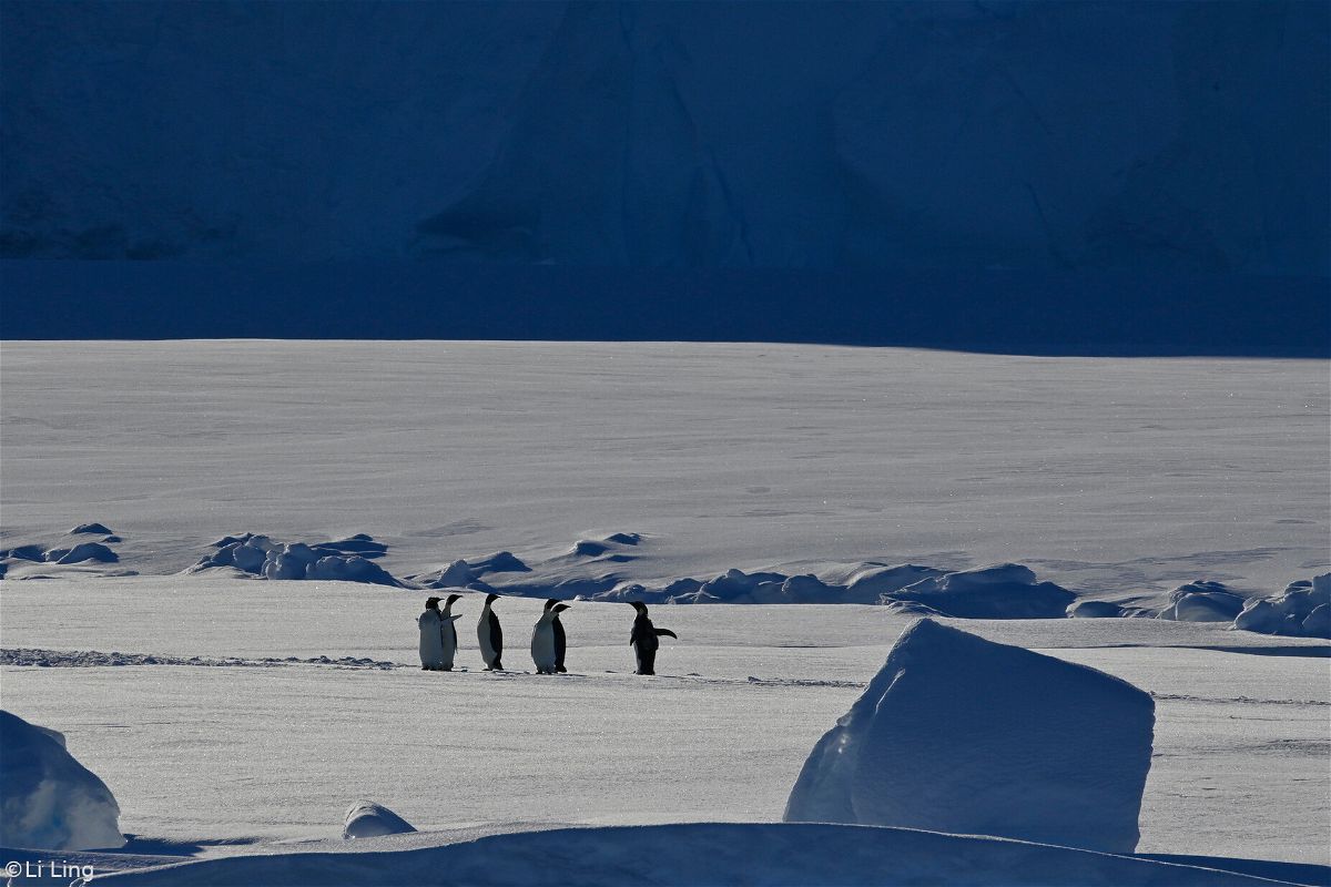 <i>Ms. Li Ling PhD student at KTH Royal Institute of Technology</i><br/>Colony of penguins near Bear Peninsula in Antarctica.