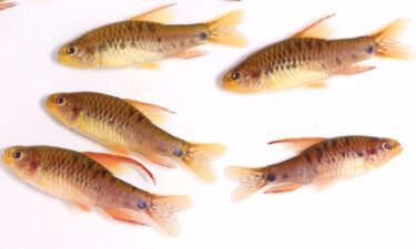 Researchers found a new species of fish