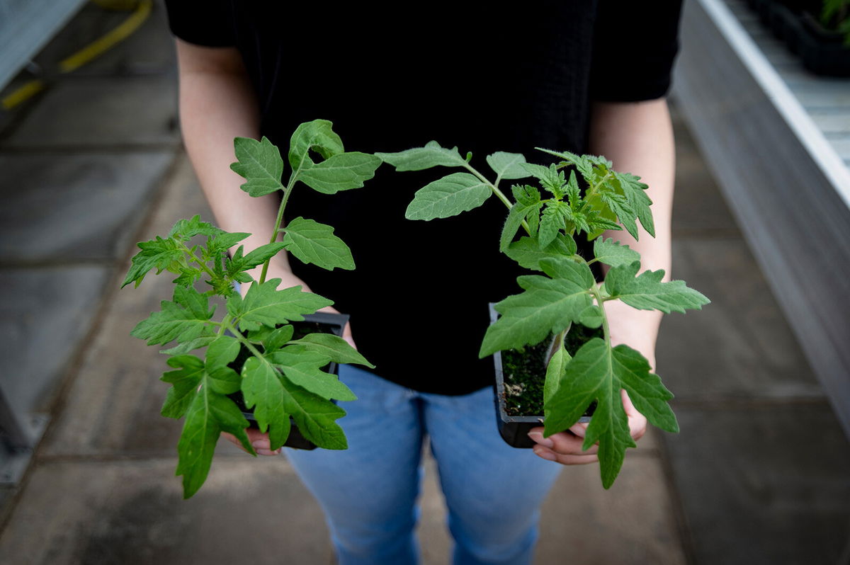 <i>John-Innes-Centre</i><br/>The tomato plant on the left is gene edited.