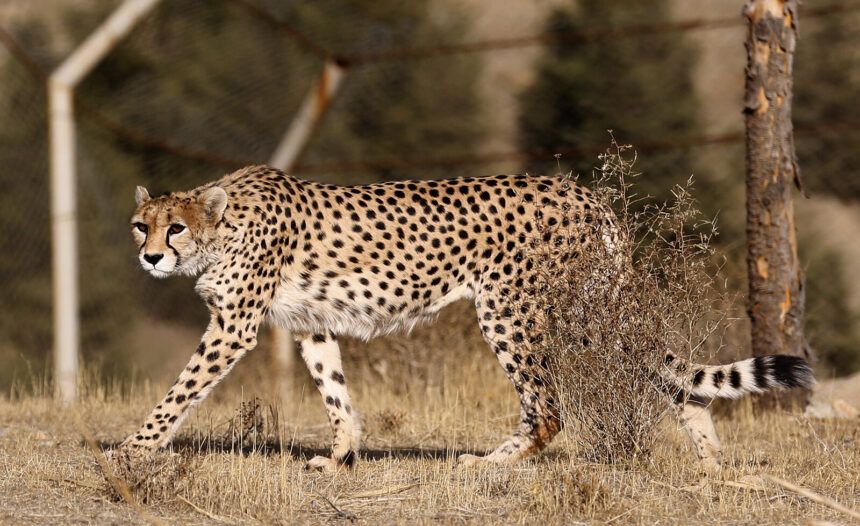 Asiatic cheetah numbers are rapidly dwindling