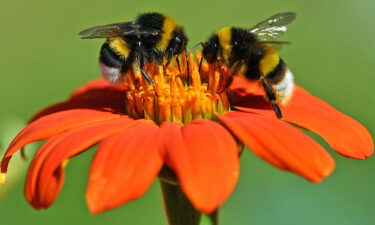 6 surprising things about bees on World Bee Day.