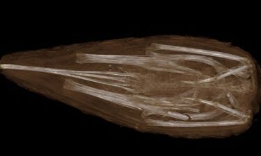A 3D volume-rendered CT image of the mummified sacred ibis is shown