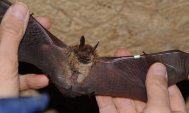 Idaho public health officials confirmed the first rabid bat of the season in the state in Bannock County.